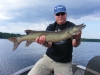 Chippewa Flowage Muskie